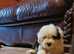 Ikc registered old english sheepdogs