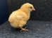 £35 for 5 x Day old La Bresse Gauloise chicks