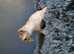 Our last pedigree girl is purring for a fur-ever- home!! 2x x  vet checked, vet health report, 2x vaccinated (up to date), micro-chipped & free 5weeks