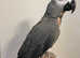 Talking Very Tame African grey Parrot