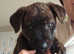 Rotty cross 9 weeks old