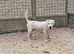 5 month old male parsons terrier needing new home