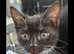 1 year old cat