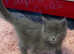 Maine coon kittens