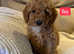 Cavapoos