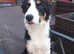 Border collie need loving home
