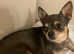 Adult Chihuahua blue and tan boy
