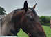 Pure Cleveland stallion only available for stud or competition home