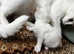PURE WHITE KITTEN