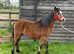 Registered sec a colt