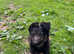 Beautiful Sheepdog Puppies