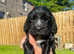 KC Registered Cocker Spaniel Puppies