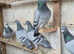 this birds racing
