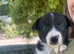Beautiful border collie puppies