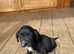 Jack Russell terrier puppies