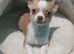 Male chihuahua puppy