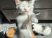 white kittens for sale