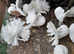 WHITE FANTAIL PIGEONS / DOVES