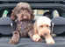 F1b Minature Labradoodles
