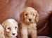 Stunning Health Tested F1b Cavapoo Puppies