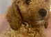 2 gorgeous cockapoo puppies