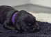 Labrador puppies chocolate and black