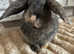 Pure Breed Mini lop