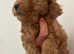 Miniature poodle puppies