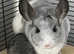 Female chinchilla -tame- mosaic colour