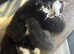Kittens fluffy
