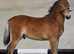 Solid Coloured, registered British Spotted Pony Gelding. 3 year Old