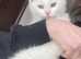 White fluffy kitten 10 weeks old Turkish van needs to be re homed