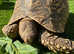 Tortoise Leopard female x2