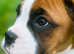 Ikc Boxer puppies