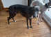 KC whippet