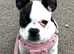 Frug for sale