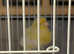 3 pairs of canaries for sale