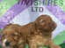 F1 mini cockapoos various colours 30 dna health tested clear