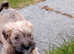 Schnoodle pups, Aberdeenshire