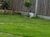Beautiful English spots female rabbit