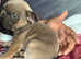French Bulldog puppy For Sale Chelmsford