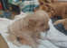 Maltipoo Puppies F1b