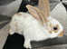 Giant Rabbits Ready Now
