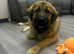 Large Female for Rehome