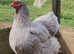 Giant Pure Brahma Eggs Lavender, Blue, Splash x 6