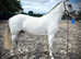 New forest project gelding