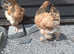 2 beautiful bramha hens