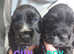 KC reg Black Male Cocker Puppy