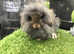 Agouti single mane mini lion lop rabbit - buck (boy) *AVAILABLE*