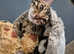 TICA registered Bengal